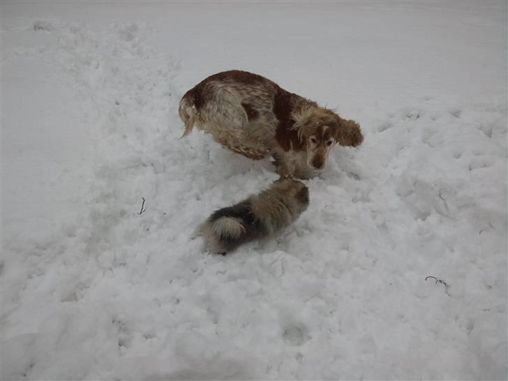 Pomeranian Fennie - Leger med storebror :) billede 8