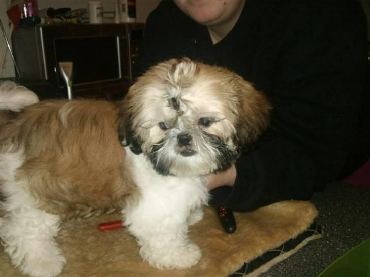 Shih tzu Bailey - 14 uger gammel billede 1