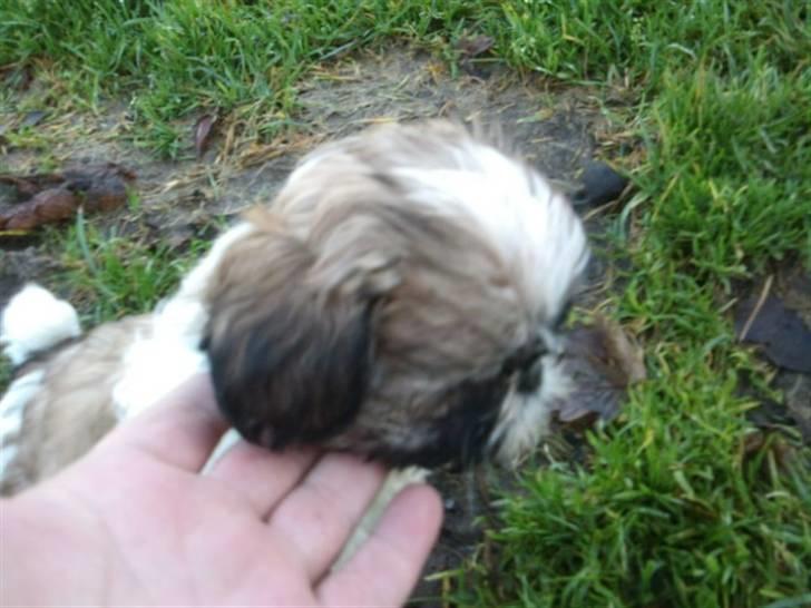 Shih tzu Bailey billede 5