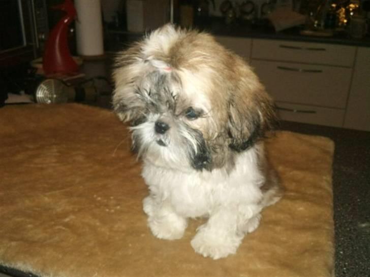 Shih tzu Bailey billede 9