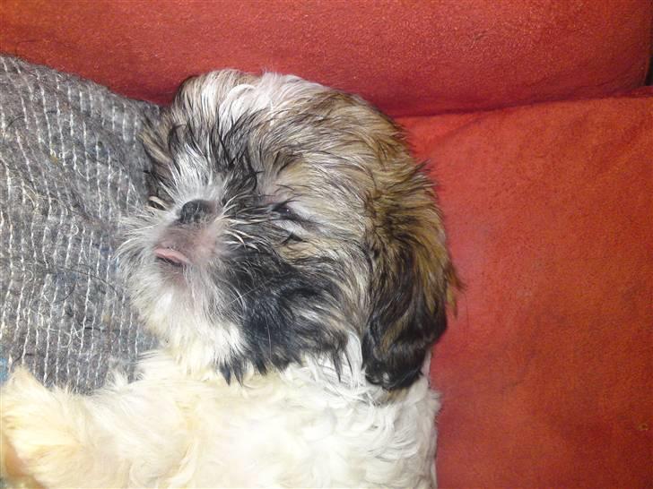 Shih tzu Bailey - ZZzZzZ billede 10