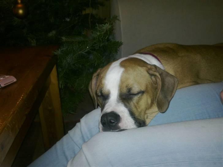 Amerikansk bulldog Bella - 6 mnd. billede 8