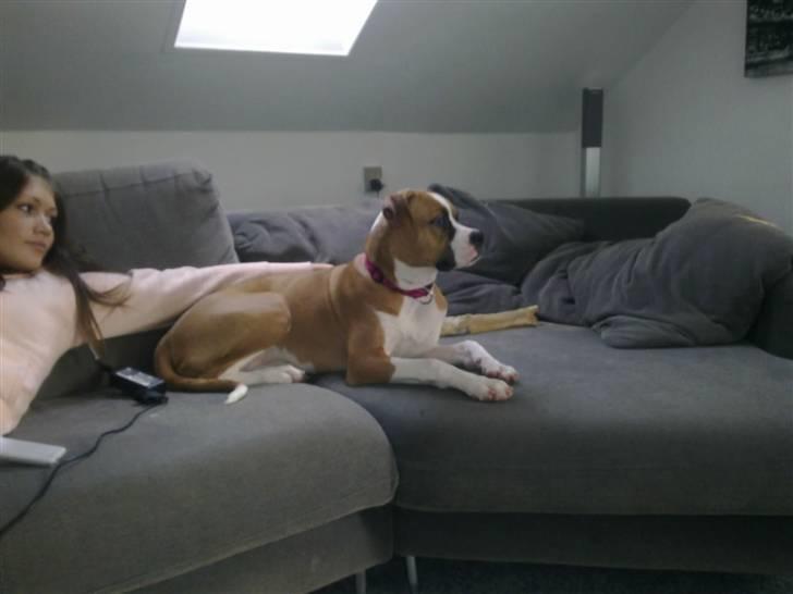 Amerikansk bulldog Bella - 6 mnd. billede 9