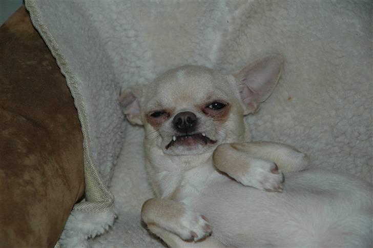 Chihuahua Buster - Min lille vampyr, med hugtænder :D billede 17