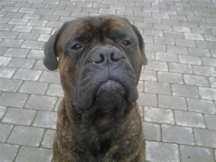 Bullmastiff Samson billede 12