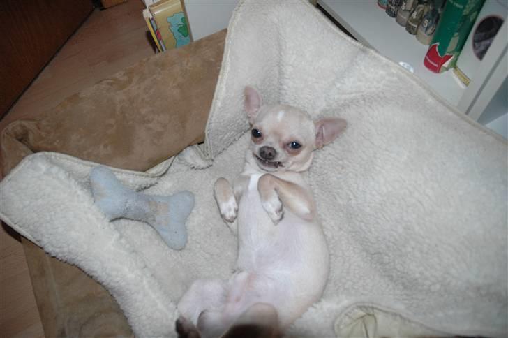 Chihuahua Buster billede 18