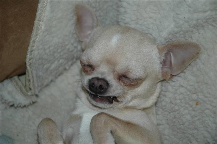 Chihuahua Buster billede 19