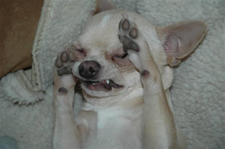 Chihuahua Buster billede 20