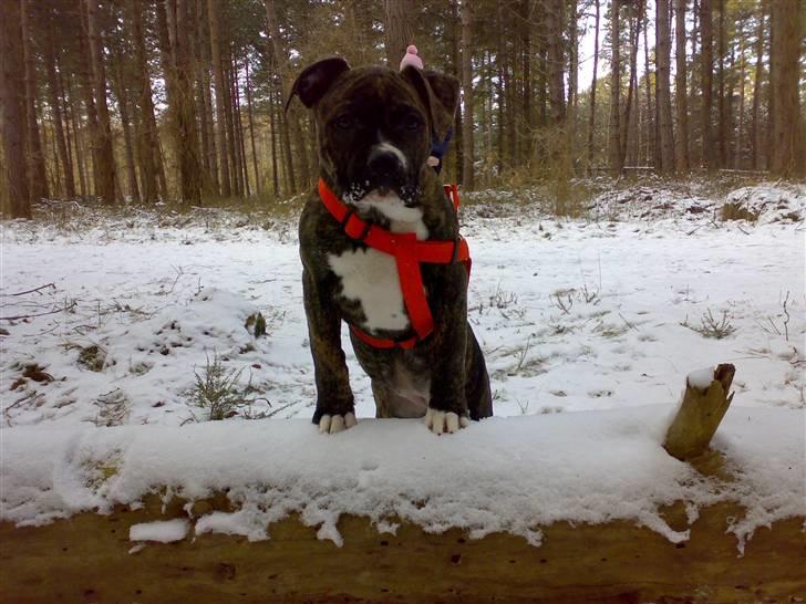 Blanding af racer Putte *SOLGT* billede 1