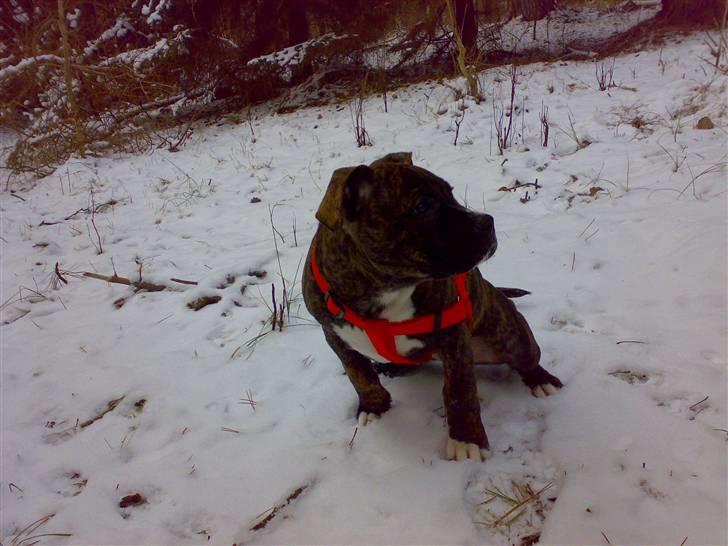 Blanding af racer Putte *SOLGT* billede 2