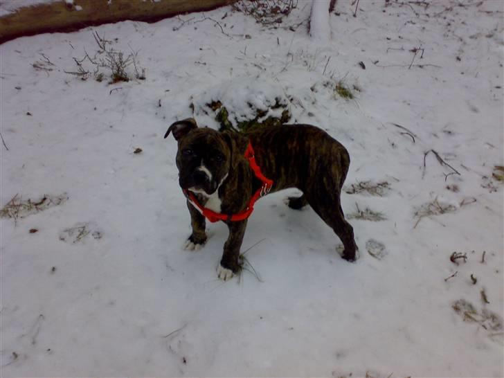 Blanding af racer Putte *SOLGT* billede 3