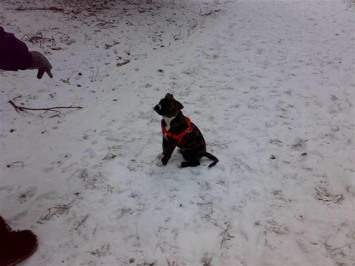 Blanding af racer Putte *SOLGT* billede 4