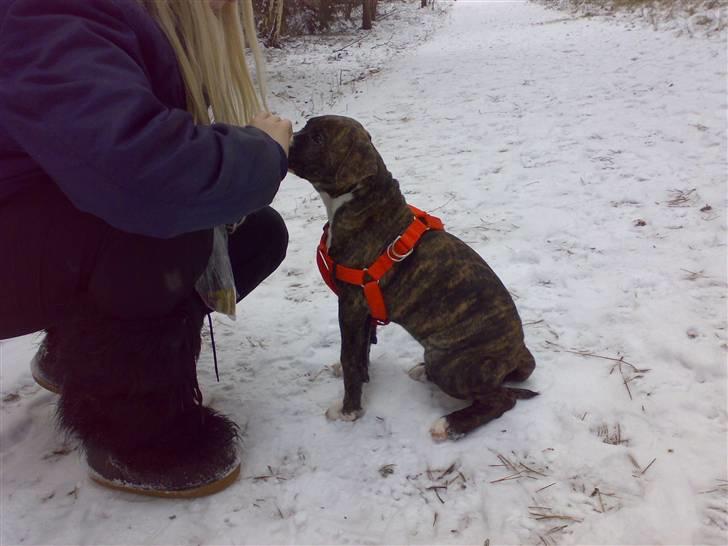 Blanding af racer Putte *SOLGT* billede 5