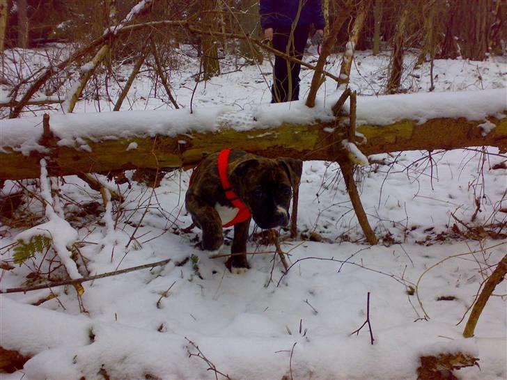 Blanding af racer Putte *SOLGT* billede 6