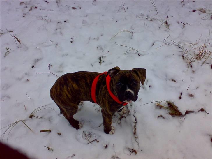 Blanding af racer Putte *SOLGT* billede 7