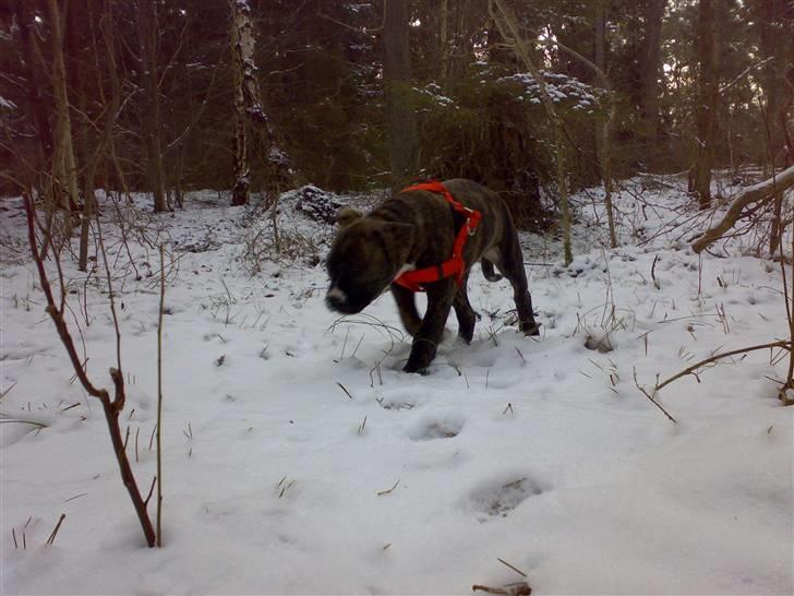 Blanding af racer Putte *SOLGT* billede 8