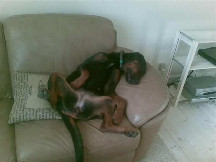 Blanding af racer Bravi billede 14