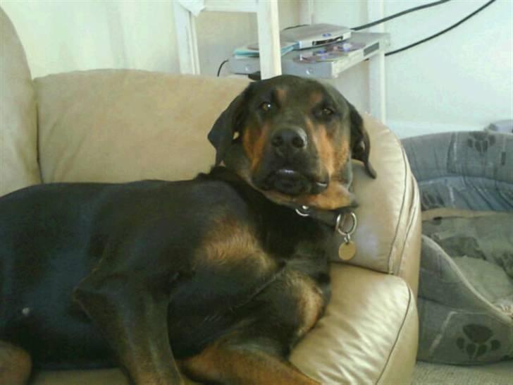 Blanding af racer Bravi billede 17