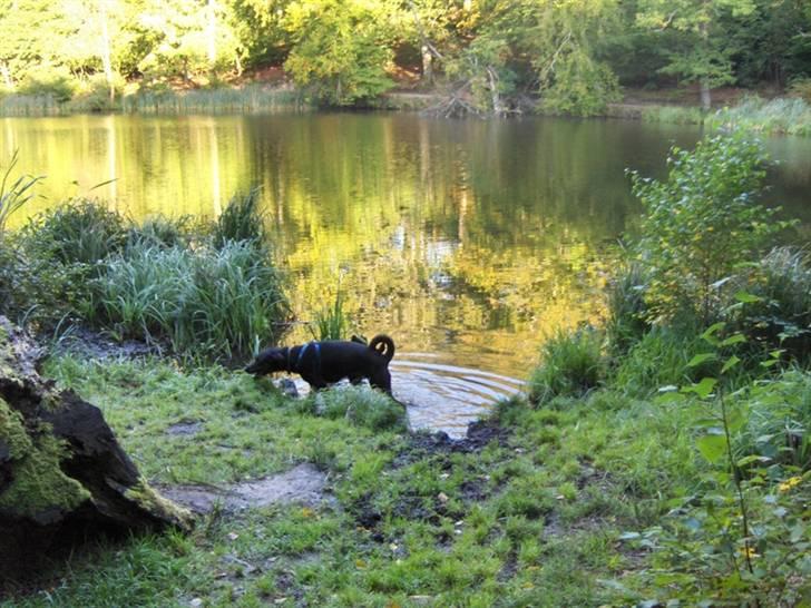 Blanding af racer Bravi - Sø ved rudersdal hundeskov billede 7