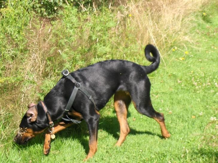 Blanding af racer Bravi billede 15