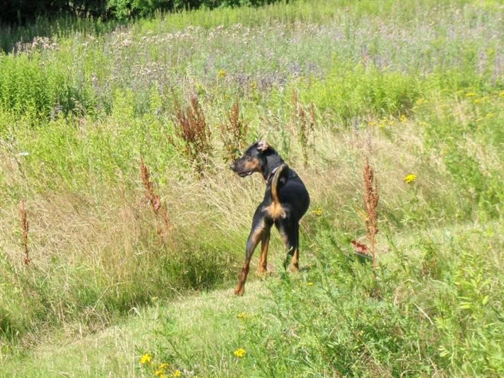 Blanding af racer Bravi billede 16