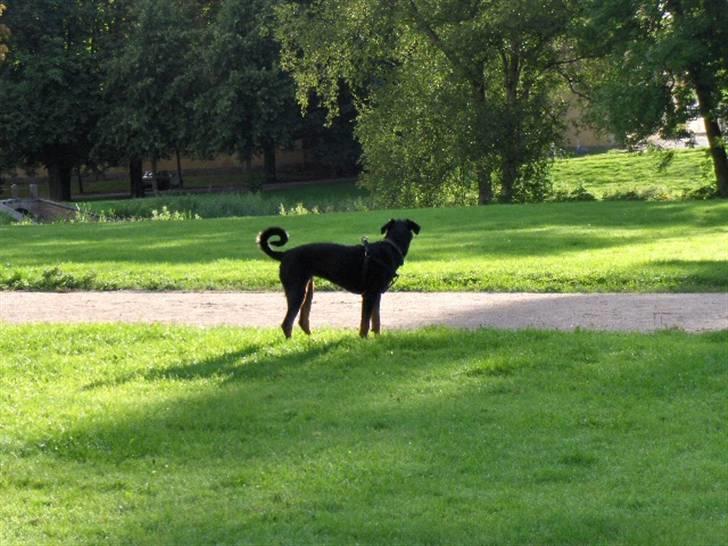 Blanding af racer Bravi billede 9