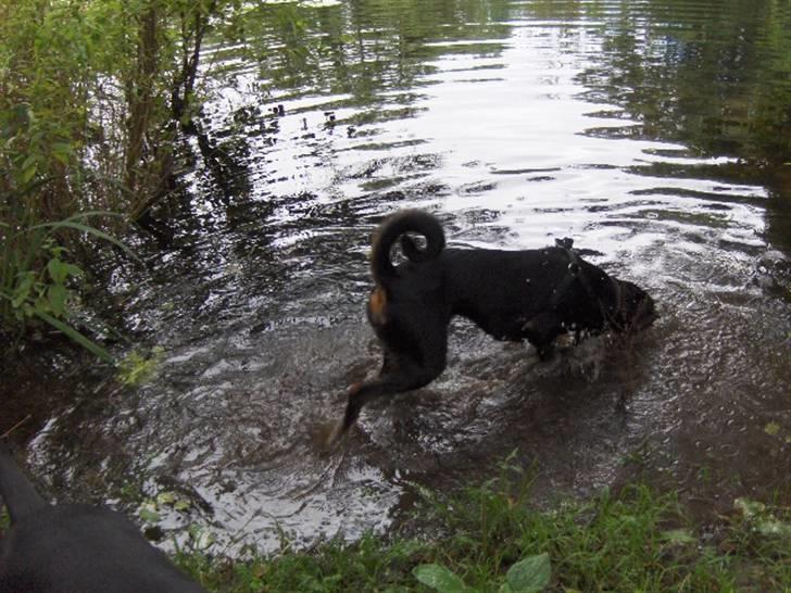 Blanding af racer Bravi billede 11