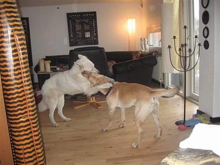 Labrador retriever Janus billede 13