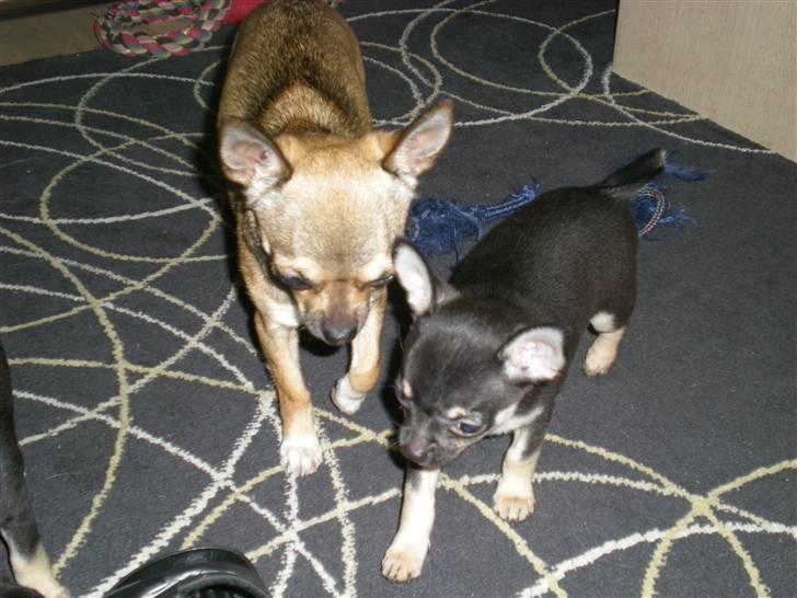 Chihuahua Lille puslings FRIDA - tag dog hjem dit lille kryp.. billede 10