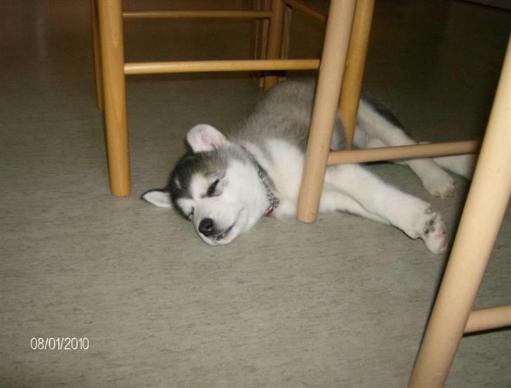 Alaskan malamute Eva Død 7/7-2010 - Snupper lige en lur billede 12