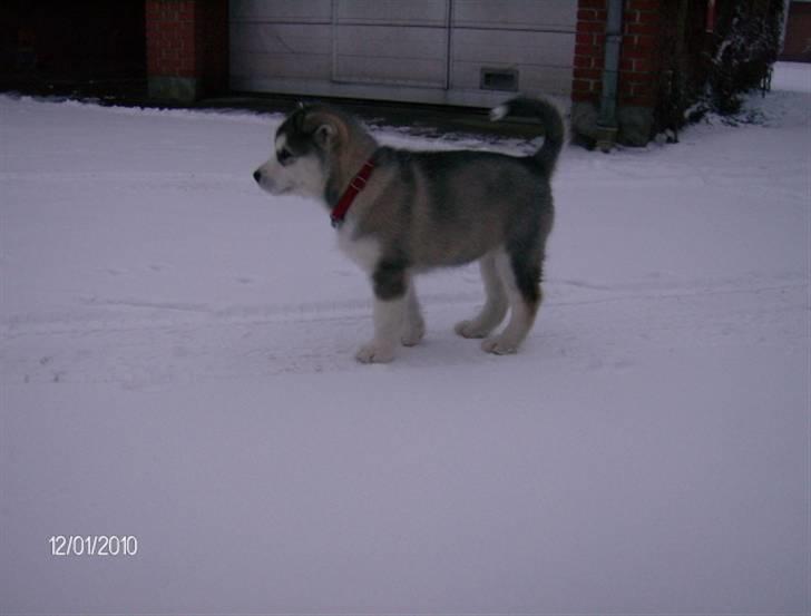 Alaskan malamute Eva Død 7/7-2010 - Ude og kigge på katte billede 13