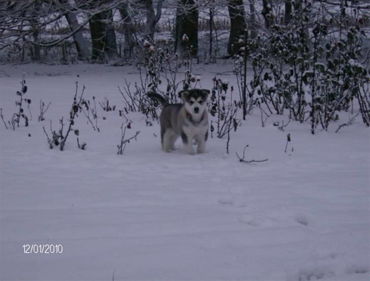 Alaskan malamute Eva Død 7/7-2010 - leger i rosenbedet billede 14