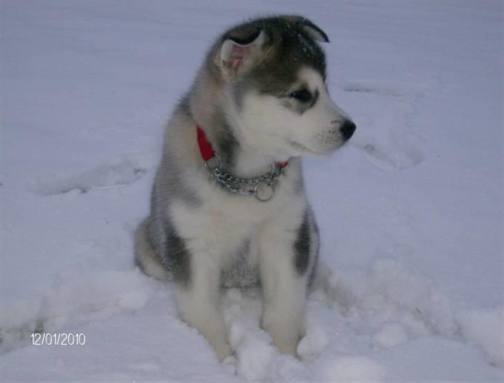 Alaskan malamute Eva Død 7/7-2010 - Lille mig billede 15