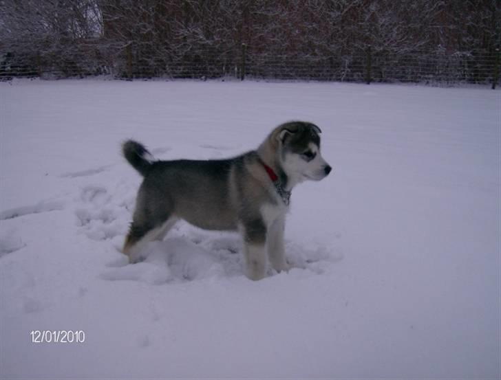 Alaskan malamute Eva Død 7/7-2010 billede 16