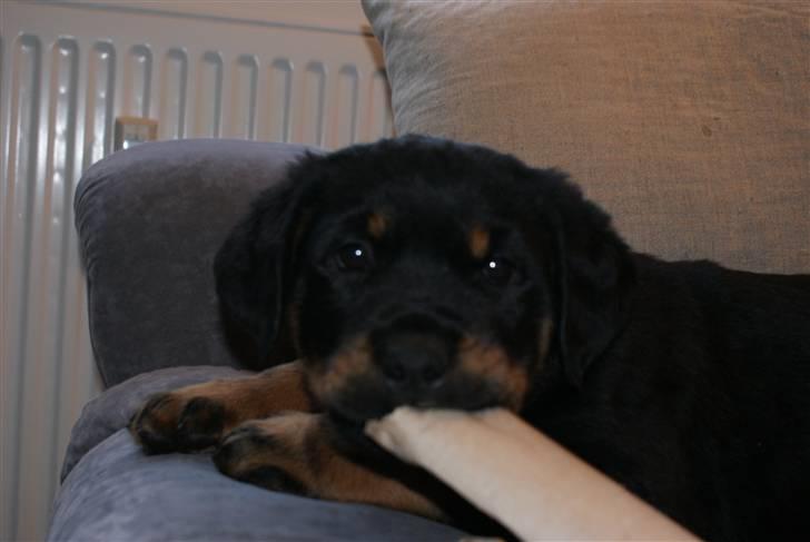 Blanding af racer Basse billede 1