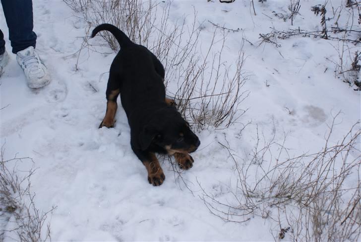 Blanding af racer Basse billede 2