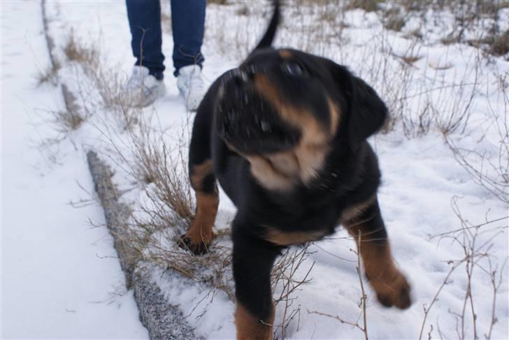 Blanding af racer Basse billede 3