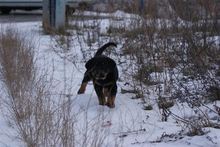 Blanding af racer Basse billede 4