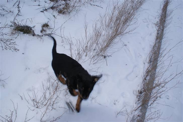 Blanding af racer Basse billede 5