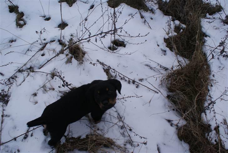 Blanding af racer Basse billede 6