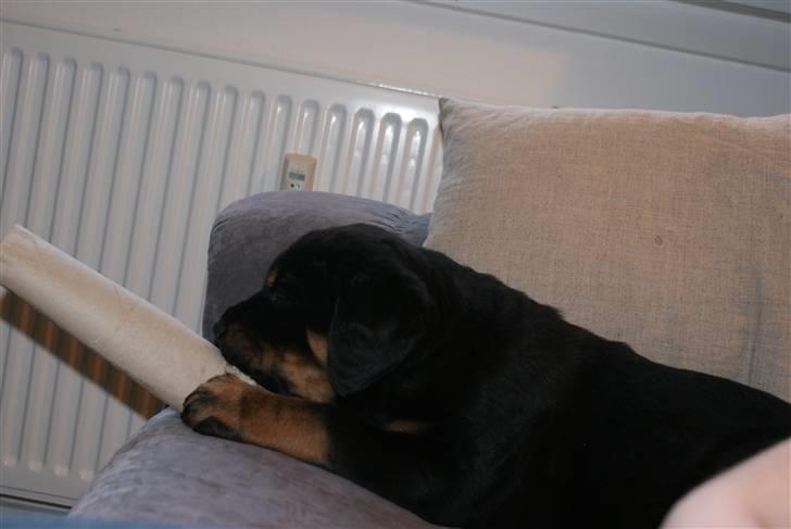 Blanding af racer Basse billede 7