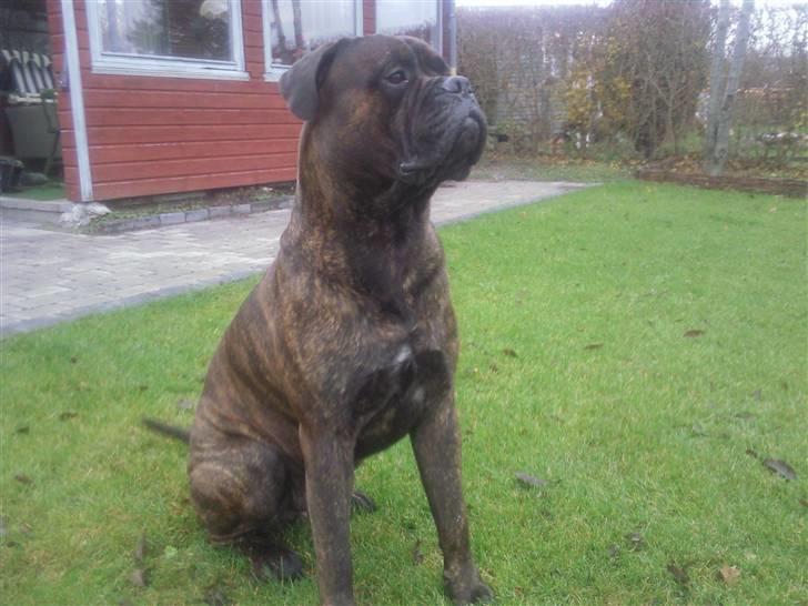 Bullmastiff Samson billede 13