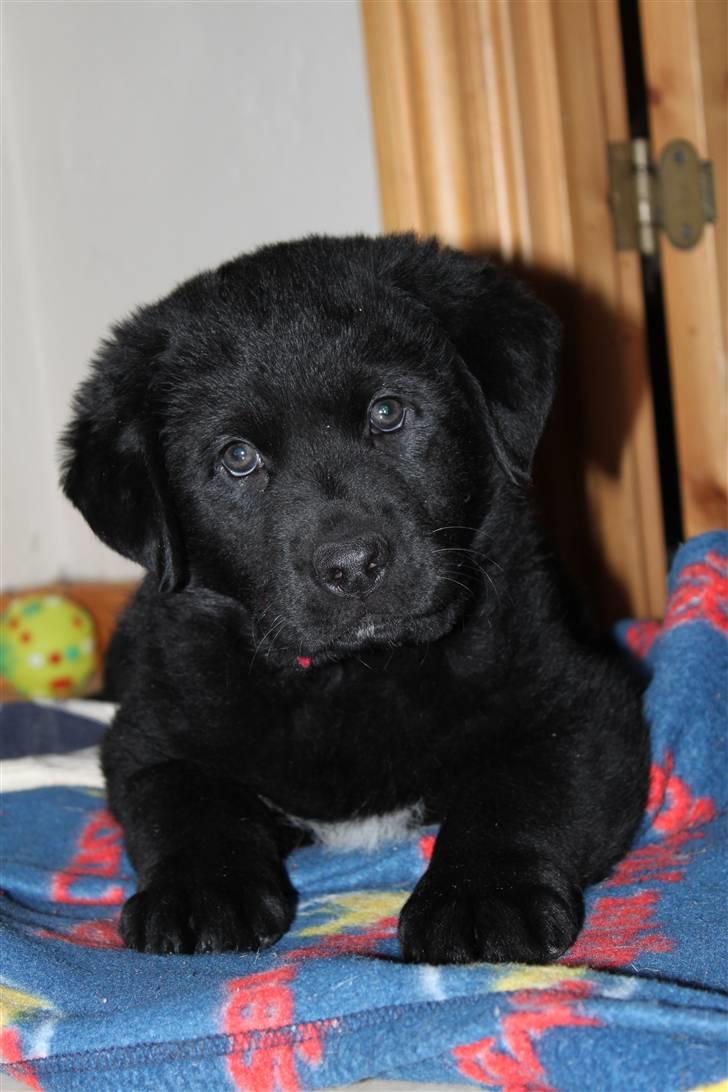 Blanding af racer Bimmer  billede 1