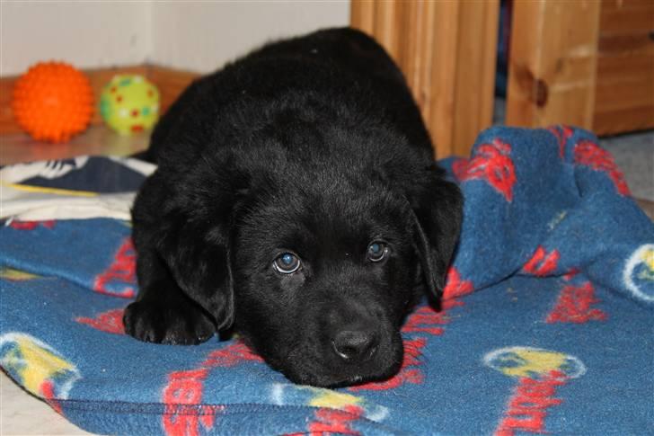 Blanding af racer Bimmer  billede 2