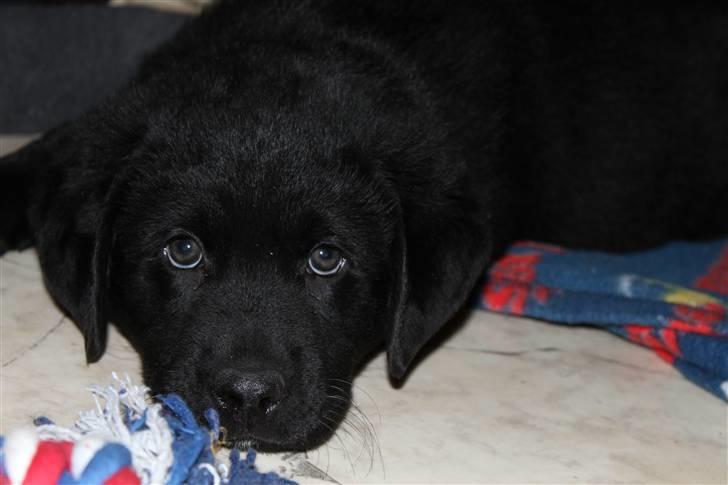 Blanding af racer Bimmer  billede 3