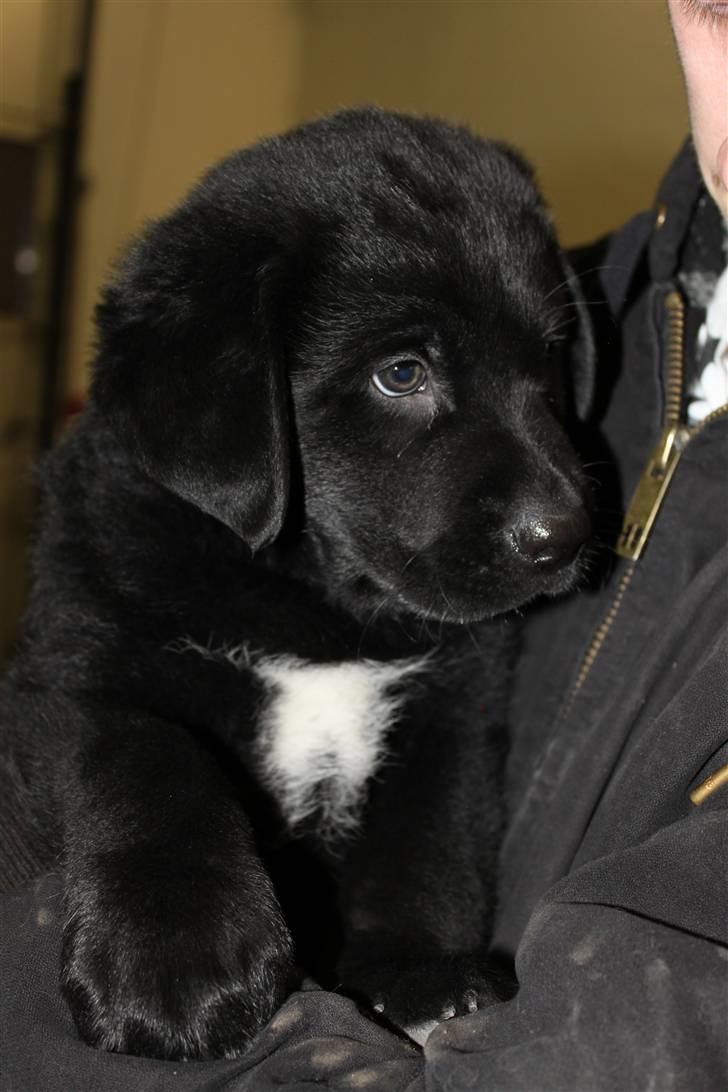 Blanding af racer Bimmer  billede 4