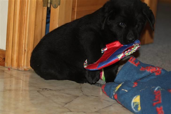 Blanding af racer Bimmer  billede 5