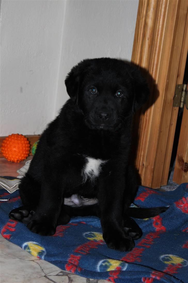 Blanding af racer Bimmer  billede 6