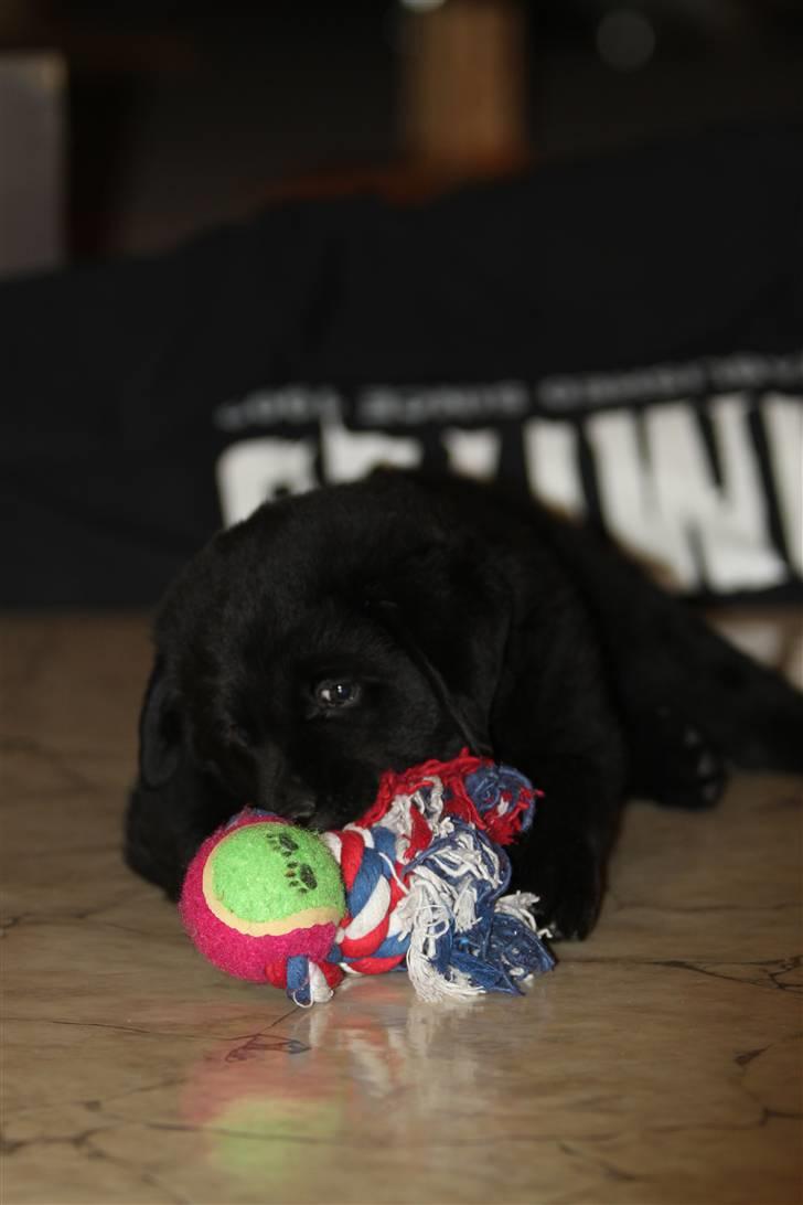 Blanding af racer Bimmer  billede 7