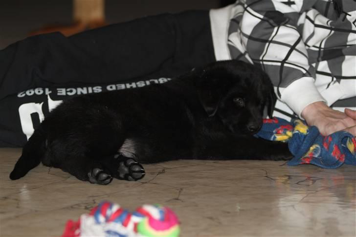 Blanding af racer Bimmer  billede 8